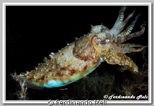 Cuttlefish (Sepia officinalis) hunting in the night. by Ferdinando Meli 